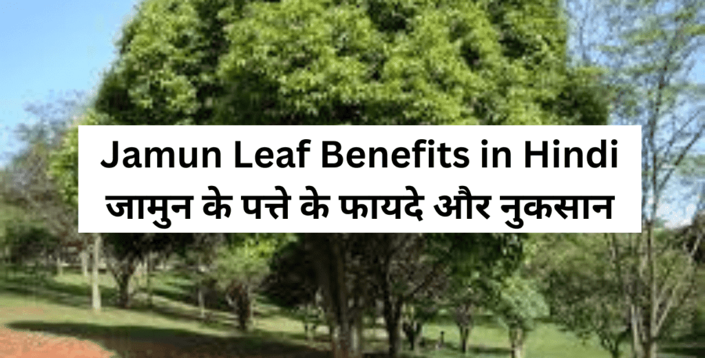 Jamun Leaf Benefits in Hindi - जामुन के पत्ते के फायदे और नुकसान