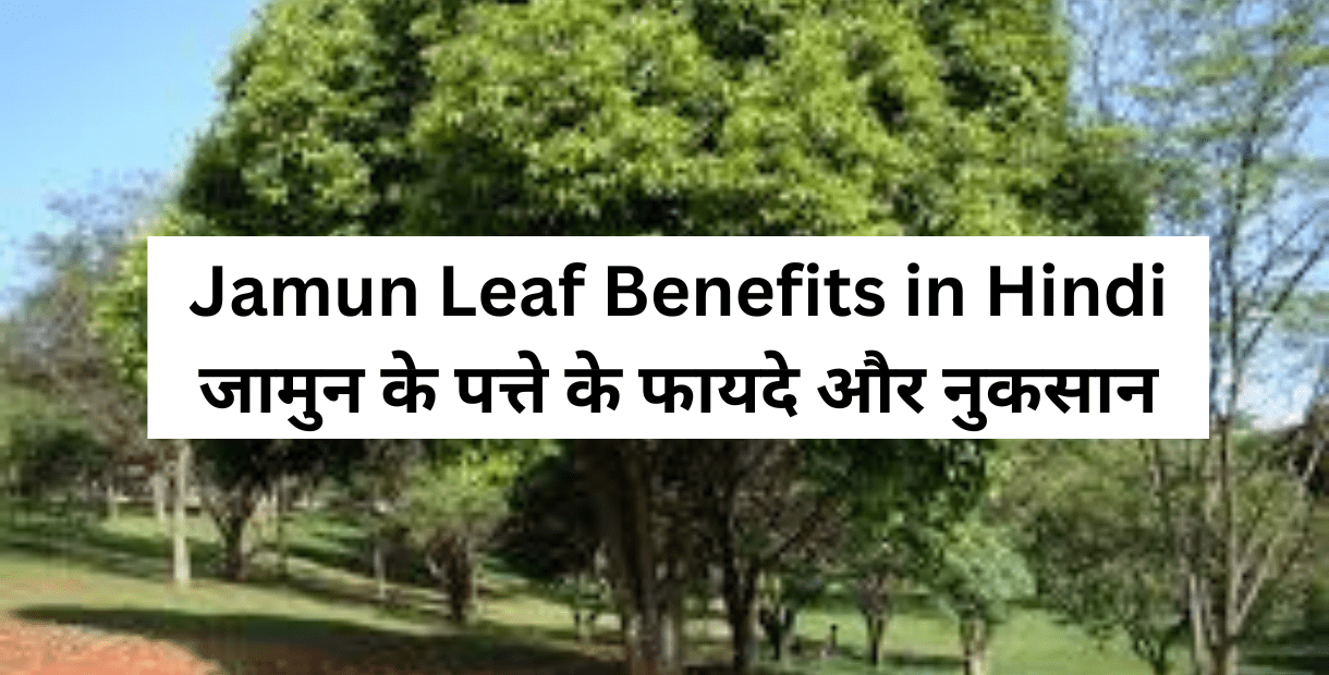 Jamun Leaf Benefits in Hindi जामुन के पत्ते के फायदे और नुकसान