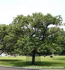 जामुन का पेड़ कैसा होता है?