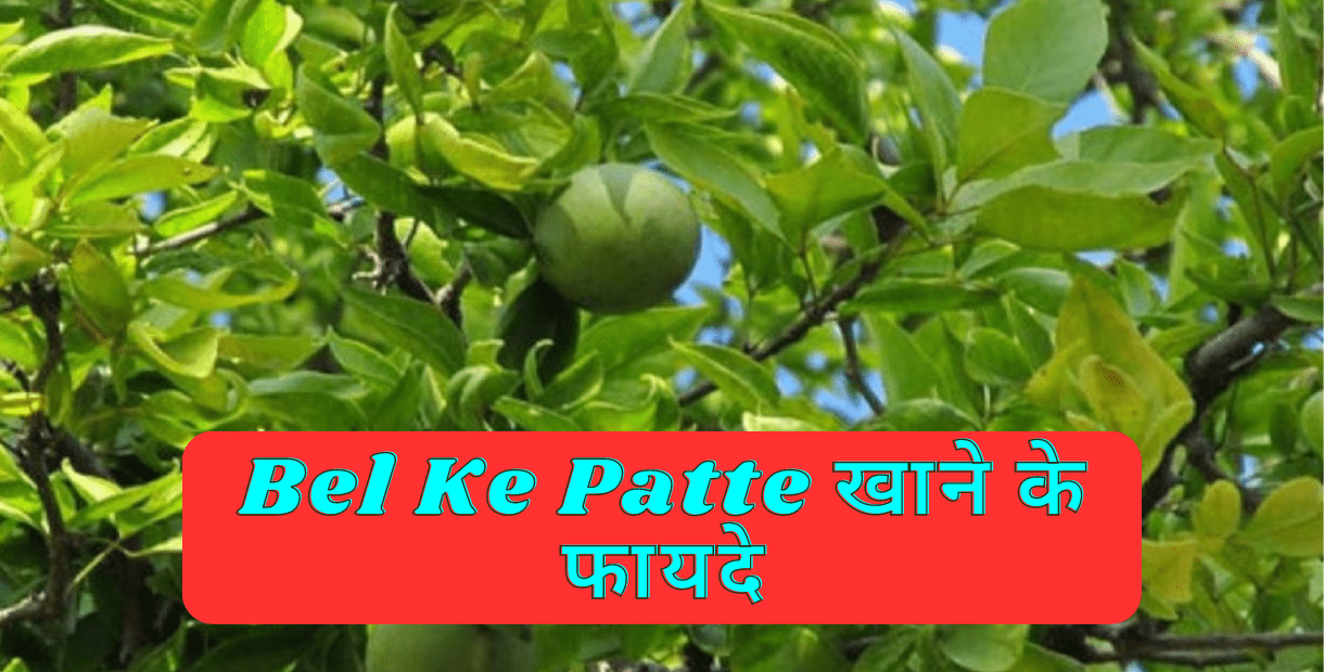 Bel Ke Patte Khane Ke 6 Fayde के बारे में पूरी जानकारी